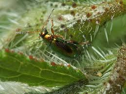 Attēlu rezultāti vaicājumam “Alticinae”