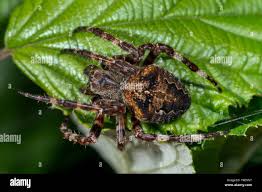 Attēlu rezultāti vaicājumam “Araneus angulatus”
