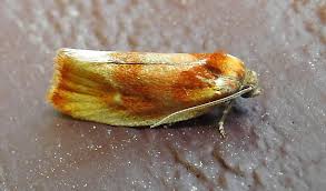 Attēlu rezultāti vaicājumam “Eulia ministrana”