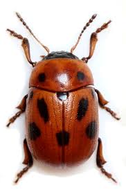 Attēlu rezultāti vaicājumam “Gonioctena”