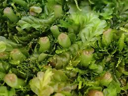 Attēlu rezultāti vaicājumam “Jungermannia subulata”