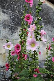 Image result for Stockrose