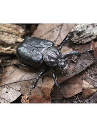 Attēlu rezultāti vaicājumam “Osmoderma barnabita imago”