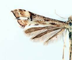 Attēlu rezultāti vaicājumam “Platyptilia tesseradactyla”