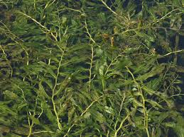 Attēlu rezultāti vaicājumam “Potamogeton lucens leaf”