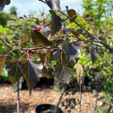 Attēlu rezultāti vaicājumam “Betula”