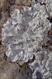 Attēlu rezultāti vaicājumam “Punctelia subrudecta”