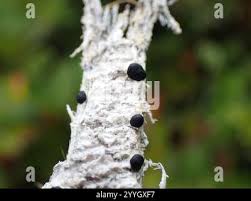 Attēlu rezultāti vaicājumam “Mycoblastus sanguinarius”