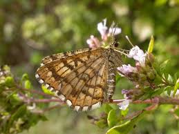 Attēlu rezultāti vaicājumam “Chiasmia clathrata”