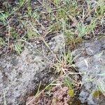 Attēlu rezultāti vaicājumam “Anisantha tectorum fruit”