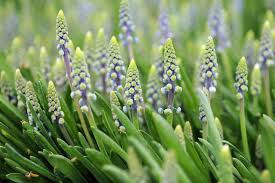 Attēlu rezultāti vaicājumam “Muscari armeniacum flower”