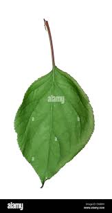 Attēlu rezultāti vaicājumam “Prunus armeniaca leaf”