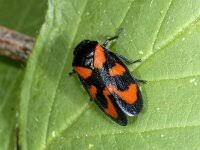 Attēlu rezultāti vaicājumam “Chlorochroa pinicola”