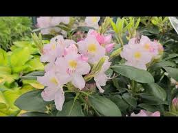 Attēlu rezultāti vaicājumam “Rhododendron catawbiense flower”