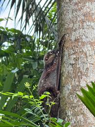 Attēlu rezultāti vaicājumam “Lycogala convexum young”