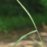 Attēlu rezultāti vaicājumam “Elymus caninus fruit”