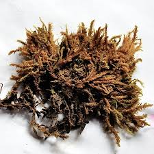 Attēlu rezultāti vaicājumam “Palustriella falcata”