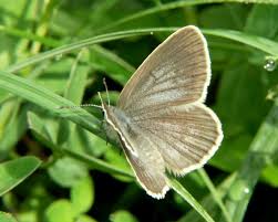 Attēlu rezultāti vaicājumam “Maculinea teleius underside”