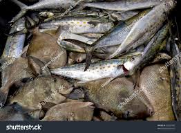 Image result for Scomberomorus maculatus