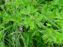 Attēlu rezultāti vaicājumam “Geranium palustre fruit”