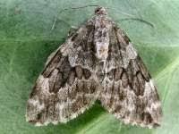 Attēlu rezultāti vaicājumam “Thera variata”