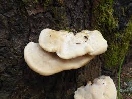 Attēlu rezultāti vaicājumam “Climacocystis borealis”