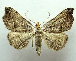 Attēlu rezultāti vaicājumam “Laspeyria flexula”