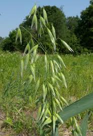 Attēlu rezultāti vaicājumam “Avena sativa”