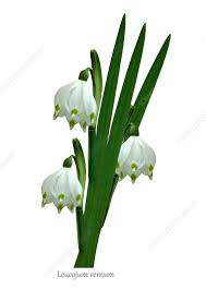 Attēlu rezultāti vaicājumam “Leucojum vernum var. vernum”