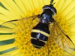 Attēlu rezultāti vaicājumam “Dasysyrphus tricinctus”