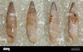 Attēlu rezultāti vaicājumam “Clausiliidae”