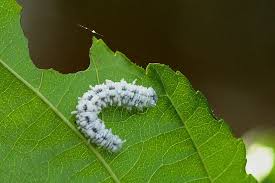 Attēlu rezultāti vaicājumam “Eriocampa ovata larva”