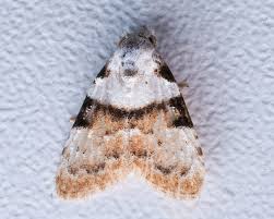 Attēlu rezultāti vaicājumam “Nola sp.”