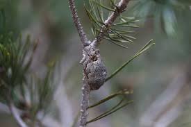 Attēlu rezultāti vaicājumam “Retinia resinella”