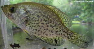 Image result for Pomoxis nigromaculatus