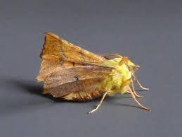 Attēlu rezultāti vaicājumam “Ennomos alniaria”