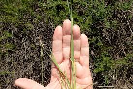 Attēlu rezultāti vaicājumam “Bromus hordeaceus subsp. hordaceus fruit”