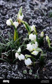 Attēlu rezultāti vaicājumam “Leucojum vernum var. carpathicum”