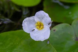 Attēlu rezultāti vaicājumam “Hydrocharis morsus-ranae flower”