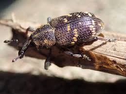 Attēlu rezultāti vaicājumam “Hylobius abietis”