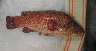 Image result for Labrus bergylta