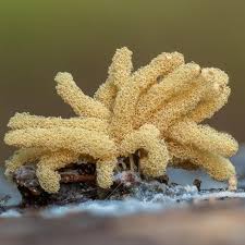 Attēlu rezultāti vaicājumam “Barbeyella minutissima”