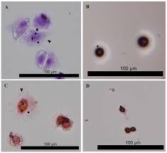 Attēlu rezultāti vaicājumam “Diderma chondrioderma macro”
