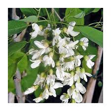 Attēlu rezultāti vaicājumam “Robinia pseudoacacia flower”