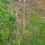 Attēlu rezultāti vaicājumam “Juncus squarrosus fruit”