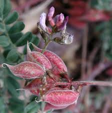 Attēlu rezultāti vaicājumam “Astragalus arenarius fruit”