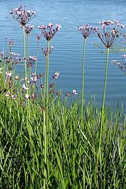 Attēlu rezultāti vaicājumam “Butomaceae”
