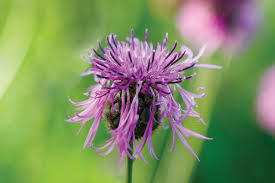 Attēlu rezultāti vaicājumam “Centaurea scabiosa bud”