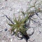 Attēlu rezultāti vaicājumam “Najas minor leaf”