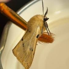 Attēlu rezultāti vaicājumam “Spilosoma lutea”